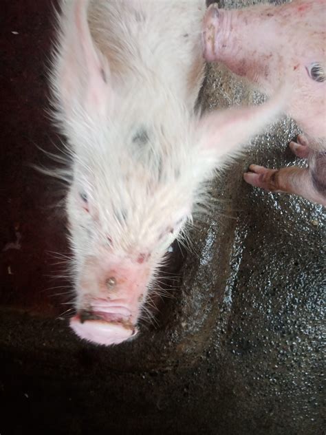 gamot sa galis ng baboy|Matamlay o Walang Gana Kumain ang Baboy .